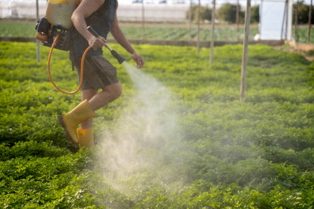 Best Local Pest Control Services  in Southmayd, TX