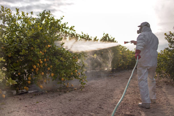 Best Pest Inspection Near Me  in Southmayd, TX