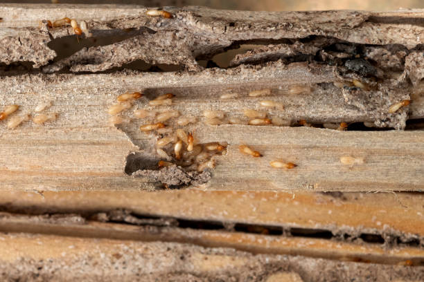 Best Termite Control Services  in Southmayd, TX